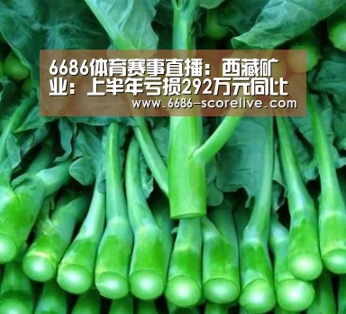 6686体育赛事直播