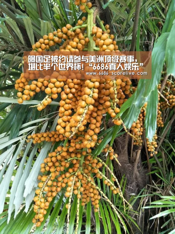 曝国足被约请参与美洲顶级赛事, 堪比半个世界杯!“6686真人娱乐”(图1) 6686真人娱乐